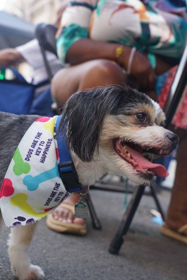 Black Pride International block party, Held on 127 ST hosted by Legendary Lee Soulja-Simmons